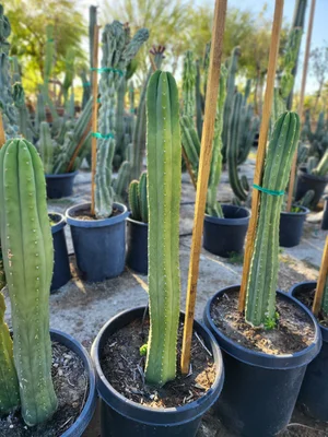 san pedro cactus