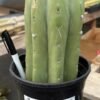 Echinopsis Pachanoi For Sale