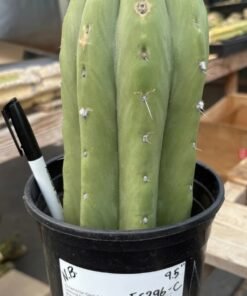Echinopsis Pachanoi For Sale