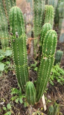 Alternative view of #EC04 Trichocereus Pachanoi Jiimz Long Spine Cactus Potted Options