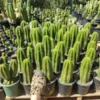 San Pedro Trichocereus Cactus