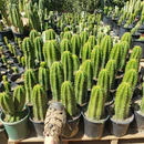San Pedro Trichocereus Cactus