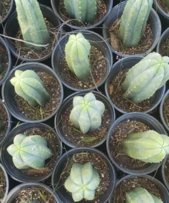 Alternative view of #EC06 Exact Trichocereus Pachanoi Jiimz Juul Cactus CUTTINGS and Potted 6-24"