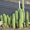 Buy Pachanoi Trichocereus Melbourne
