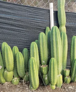 Buy Pachanoi Trichocereus Melbourne