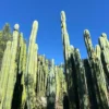 Pachanoi Cactus