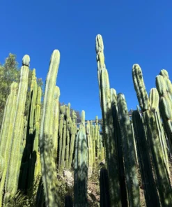Pachanoi Cactus