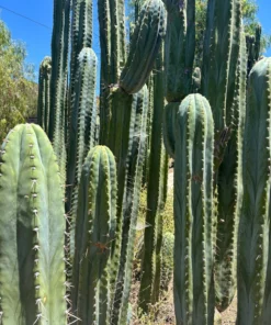 Pachanoi Cactus​