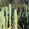 Trichocereus Cactus For Sale