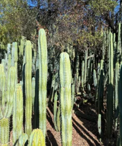 Trichocereus Cactus For Sale