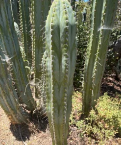 Pachanoi Cactus​