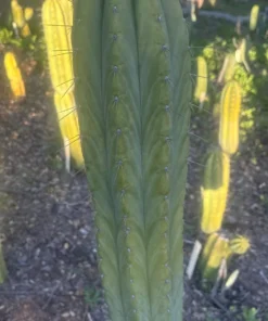 Alternative view of #EC103 Trichocereus Pachanoi “K-Valle” Cactus Cuttings 8-10”