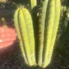 San Pedro Cactus Buy