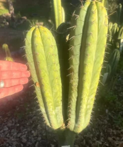 San Pedro Cactus Buy