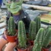 San Pedro Cactus Trichocereus Pachanoi
