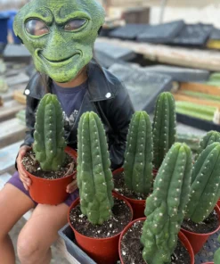 San Pedro Cactus Trichocereus Pachanoi