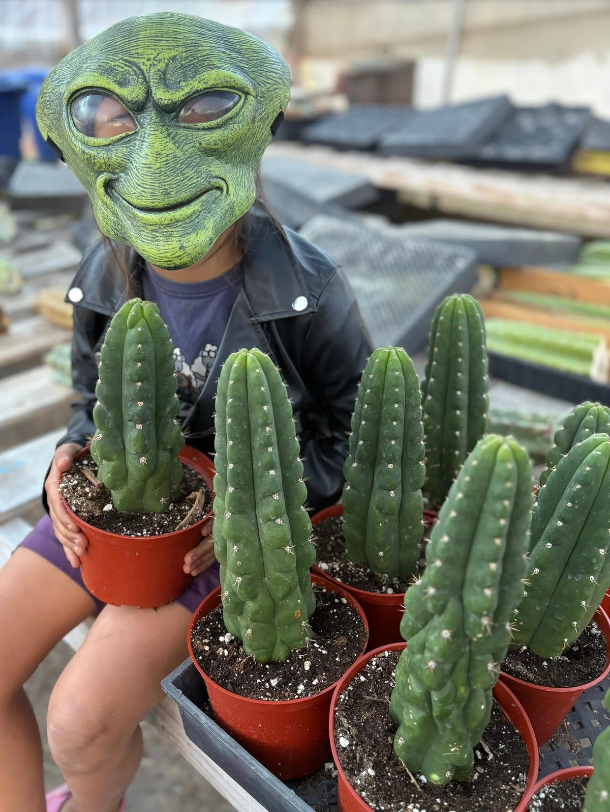 San Pedro Cactus Trichocereus Pachanoi