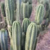 San Pedro Cactus Sale