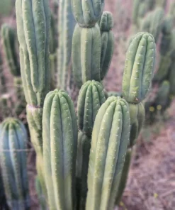 San Pedro Cactus Sale