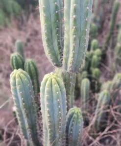 Alternative view of #EC106 EXACT Trichocereus Pachanoi Skip/CG Campground Cactus Cutting