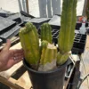 San Pedro Cactus Victoria