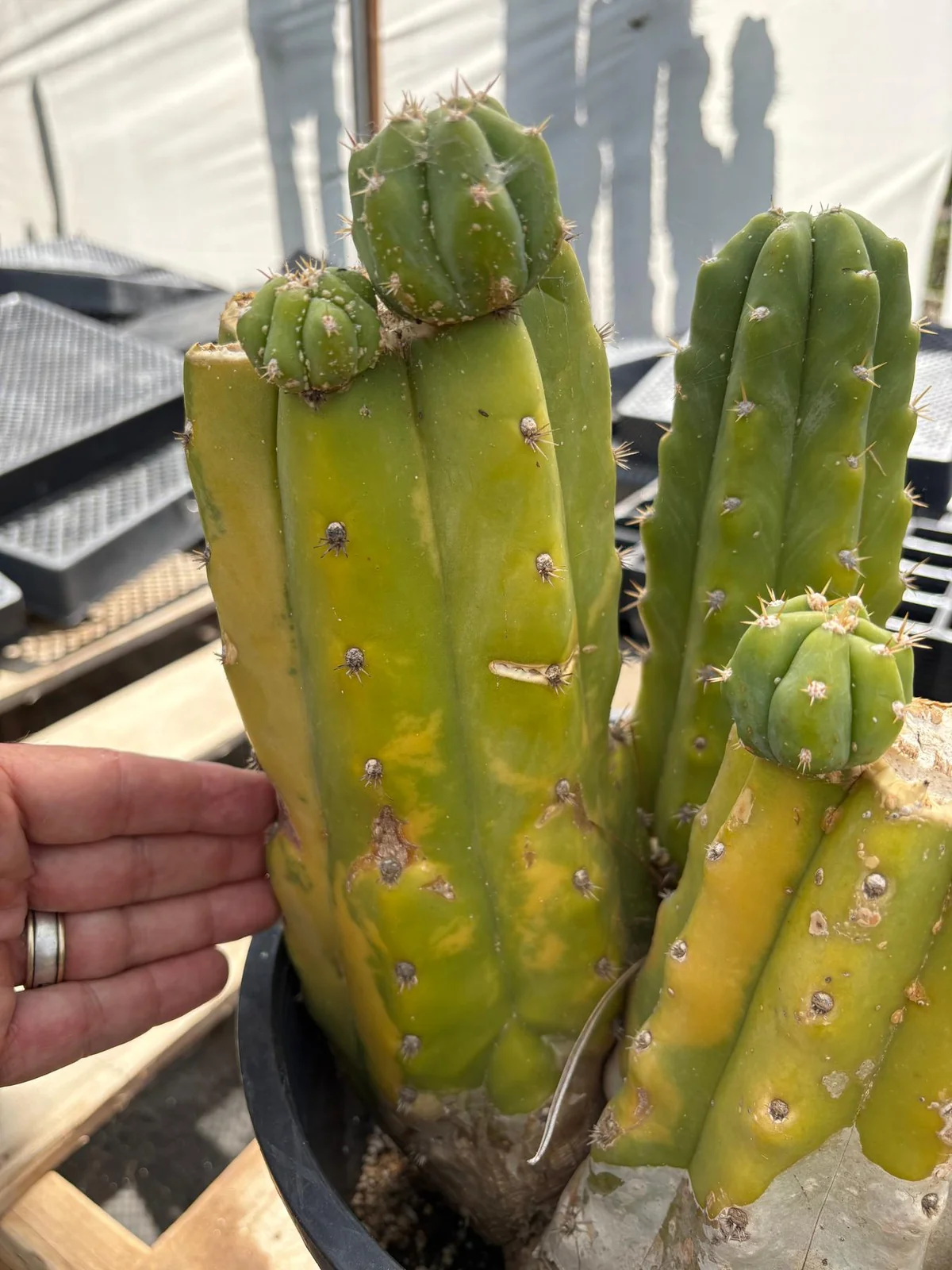 #EC120 EXACT Trichocereus Pachanoi PC Variegated Cactus potted TLC scale - Image 3