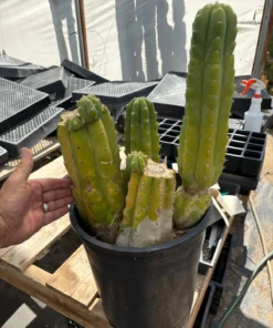 San Pedro Cactus Victoria