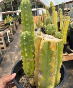 Alternative view of #EC120 EXACT Trichocereus Pachanoi PC Variegated Cactus potted TLC scale