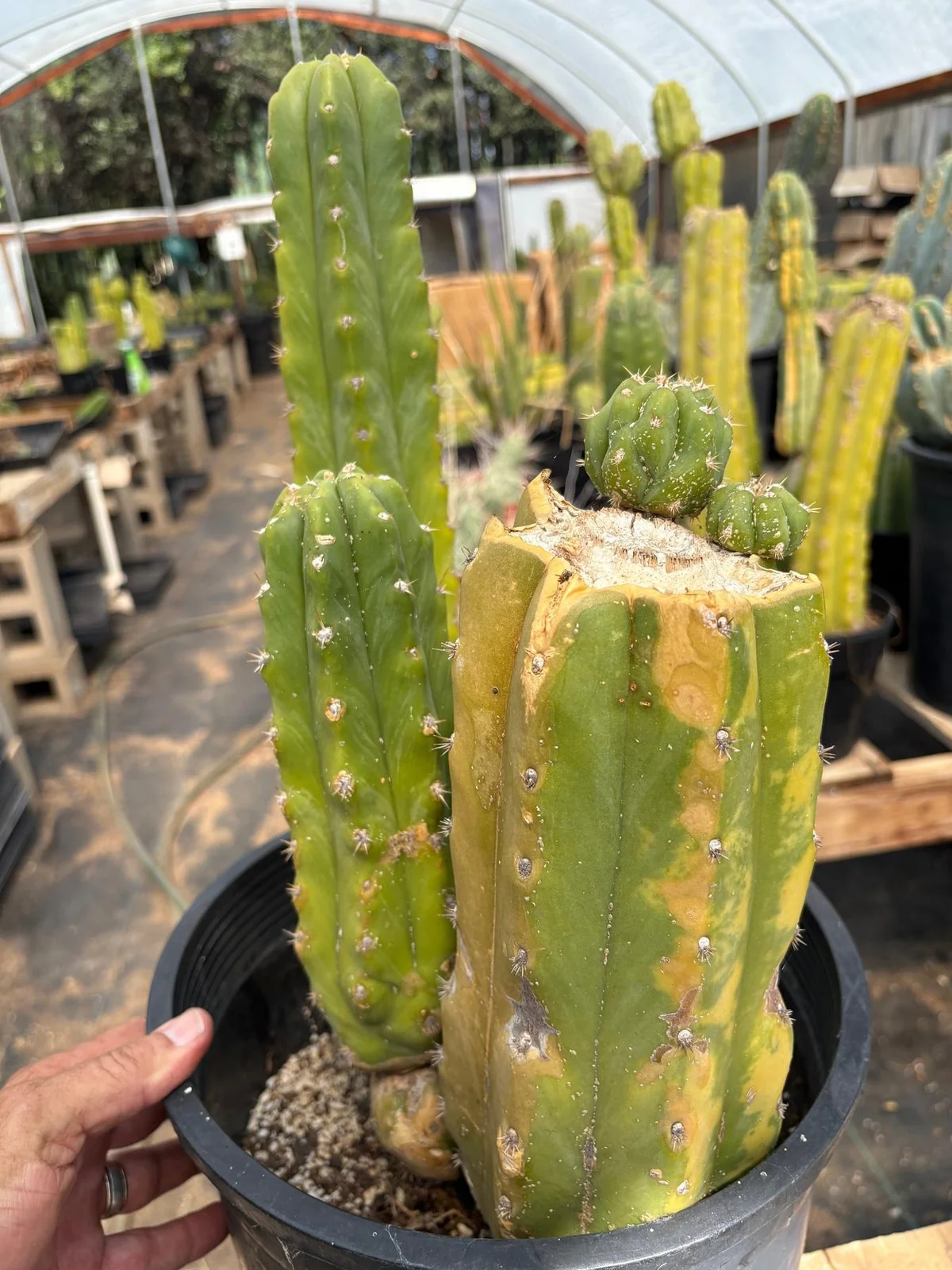 #EC120 EXACT Trichocereus Pachanoi PC Variegated Cactus potted TLC scale - Image 2