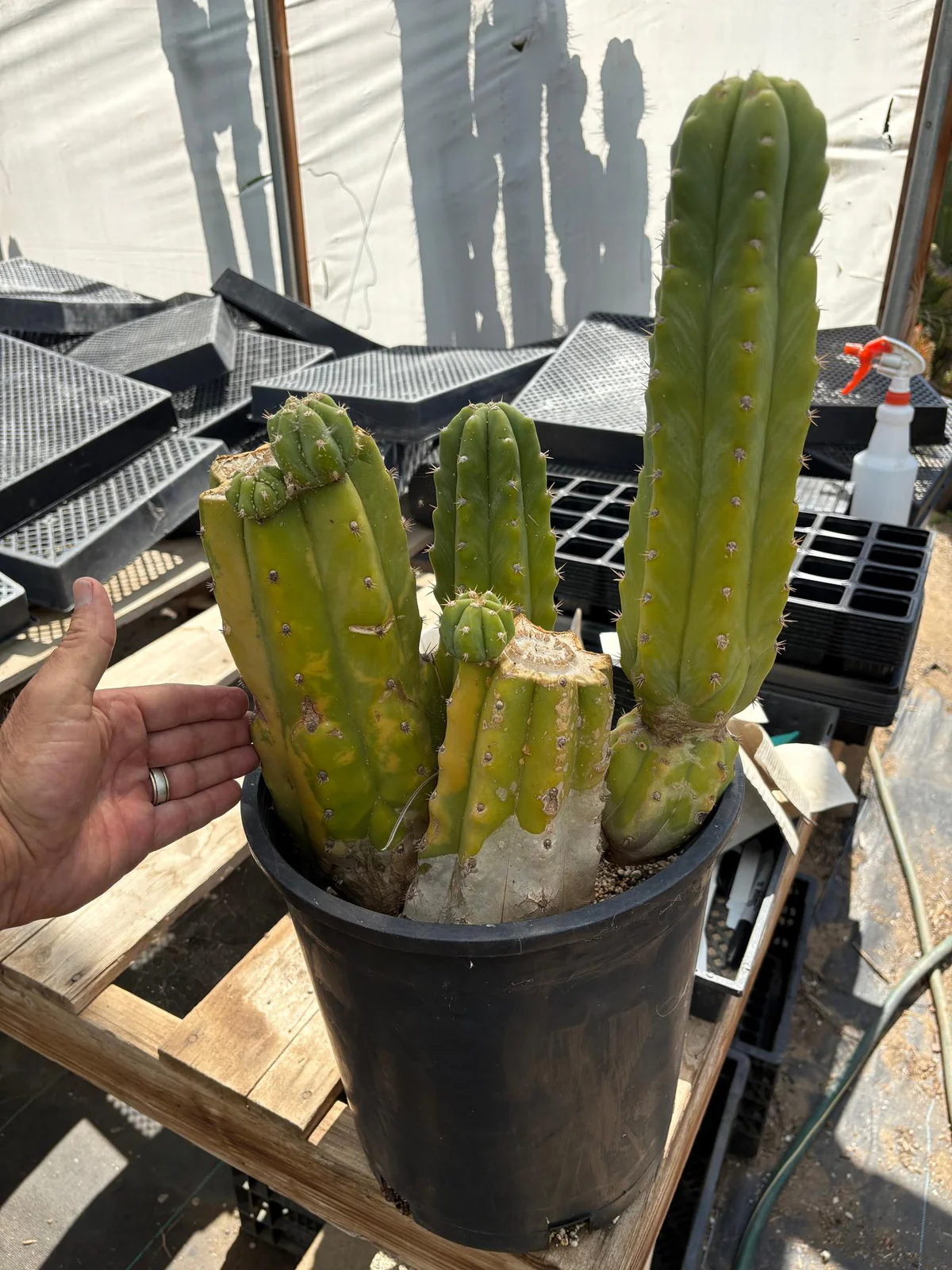 San Pedro Cactus Victoria