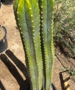 Alternative view of #EC125 EXACT GIANT Trichocereus Pachanoi PC Potted Cactus Specimens