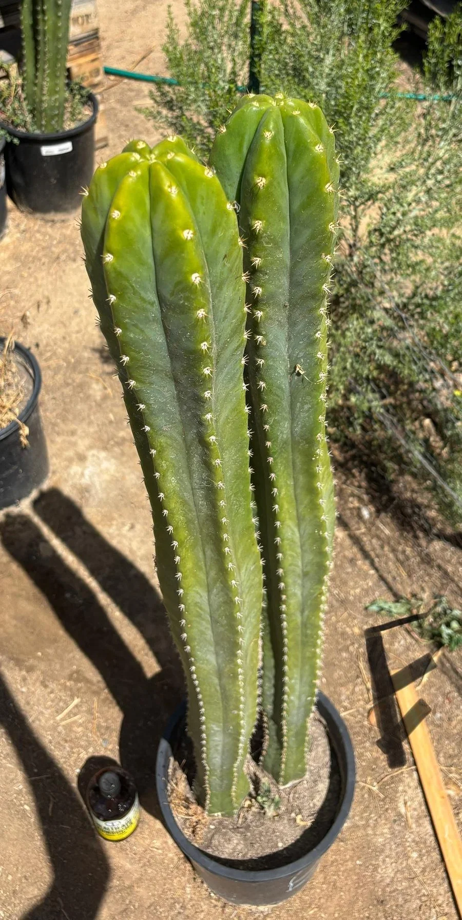 #EC125 EXACT GIANT Trichocereus Pachanoi PC Potted Cactus Specimens - Image 2