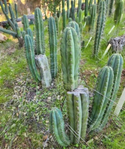 Alternative view of #EC128 Trichocereus Peruvianus Old Man Stand OMS Ornamental Cactus Cutting & Potted