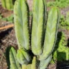 Echinopsis Peruvianus Near Me