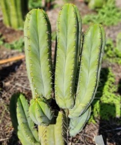 Echinopsis Peruvianus Near Me