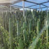 Buy Trichocereus Pachanoi