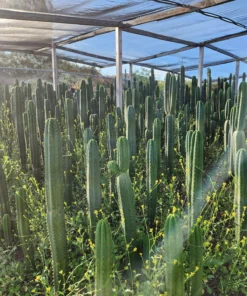 Buy Trichocereus Pachanoi