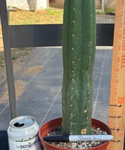 Alternative view of #EC13 EXACT Trichocereus Pachanoi #46 Cactus Potted & Cuttings