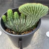 San Pedro Trichocereus