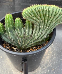 San Pedro Trichocereus