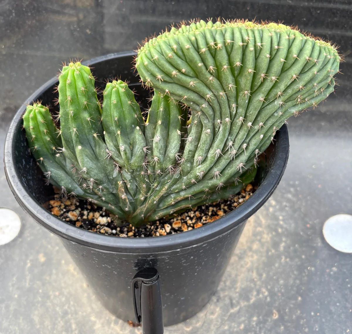 San Pedro Trichocereus