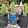 Buy Trichocereus Near Me