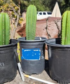 Buy Trichocereus Near Me