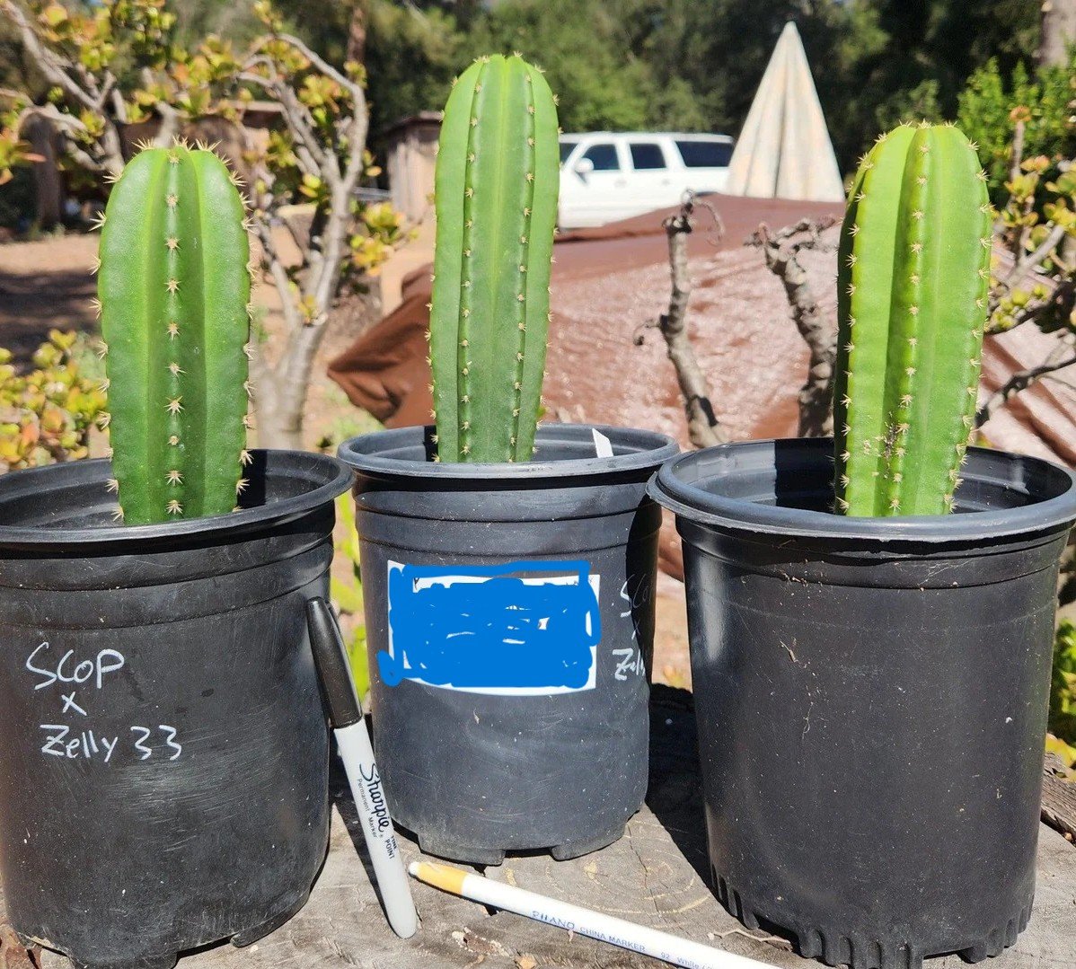 Buy Trichocereus Near Me