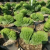 San Pedro Cactus Purchase