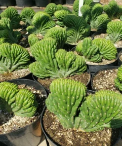 San Pedro Cactus Purchase