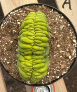 San Pedro Cactus Buy