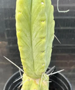Alternative view of #EC14 Exact Trichocereus Bridgesii "Jiimz Twin Spine" Potted Cactus A-E