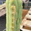 Buy Trichocereus Bridgesii Brisbane