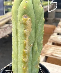 Buy Trichocereus Bridgesii Brisbane